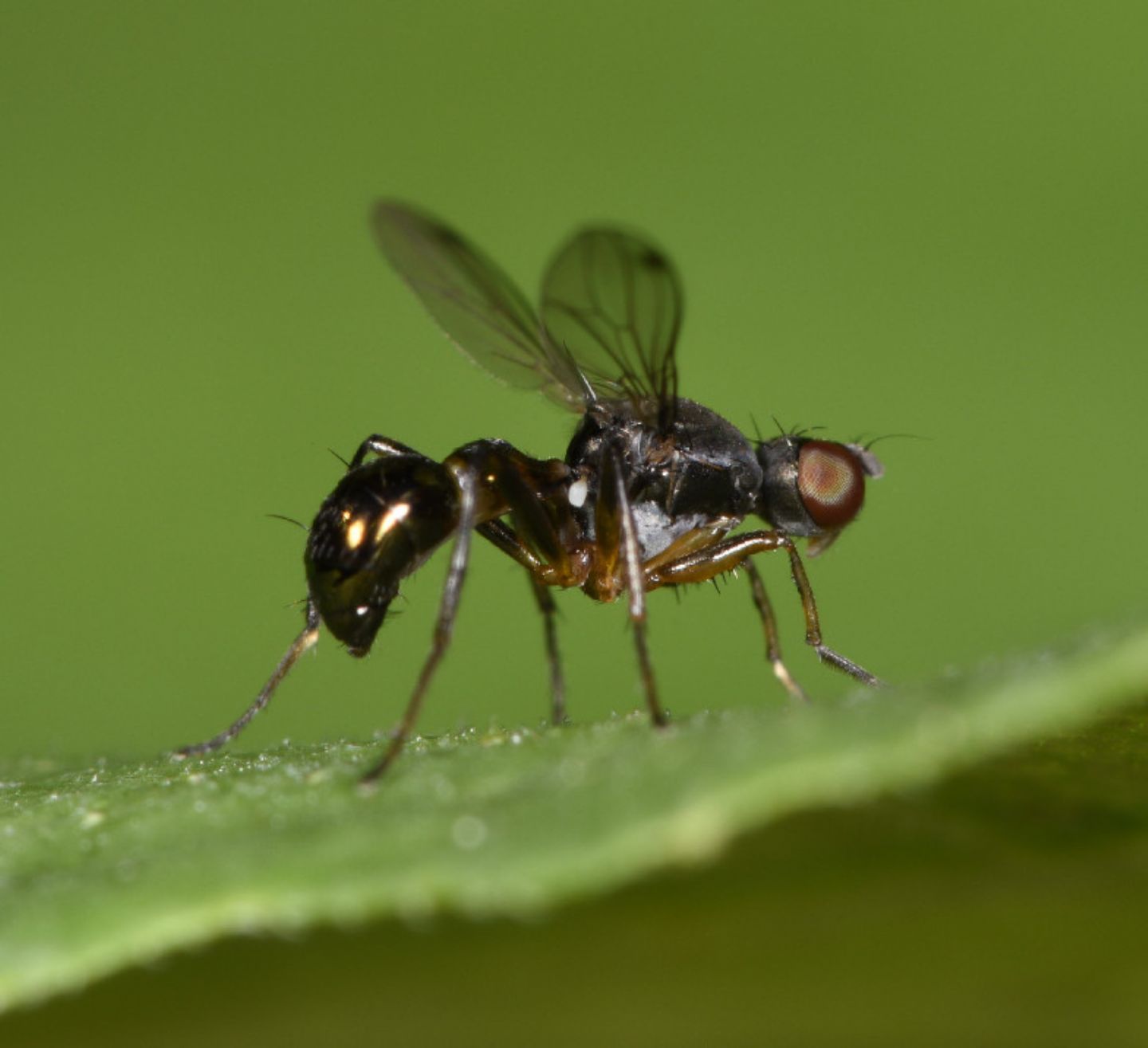 Sepsidae: Sepsis punctum, femmina